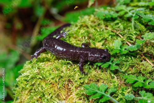Hynobius fucus 


Species unique to Taiwan