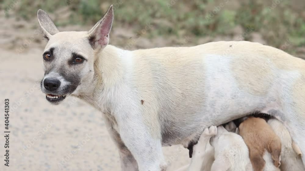 Indian street dog feeding her new born puppies in a road side. Indian animals at the streets. Street puppies are together with their mother in a chilling winter day.Indian street dog puppies playing