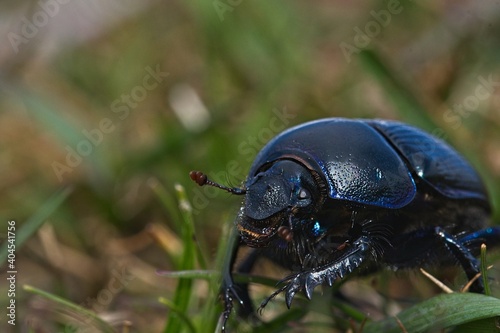 Dor Beetle in the grass 