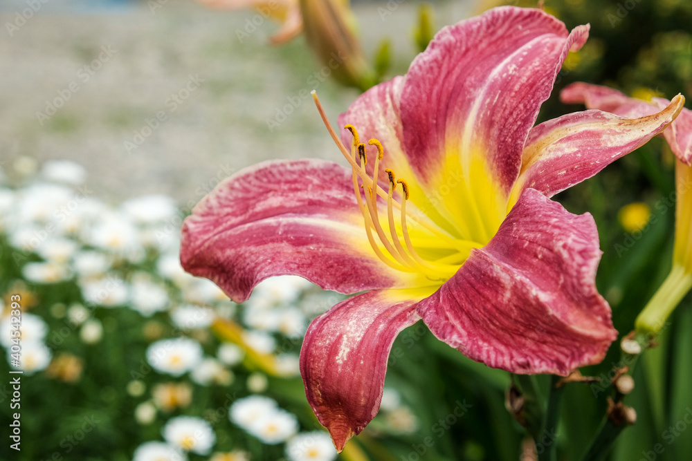 macro red lily on the natural colour background