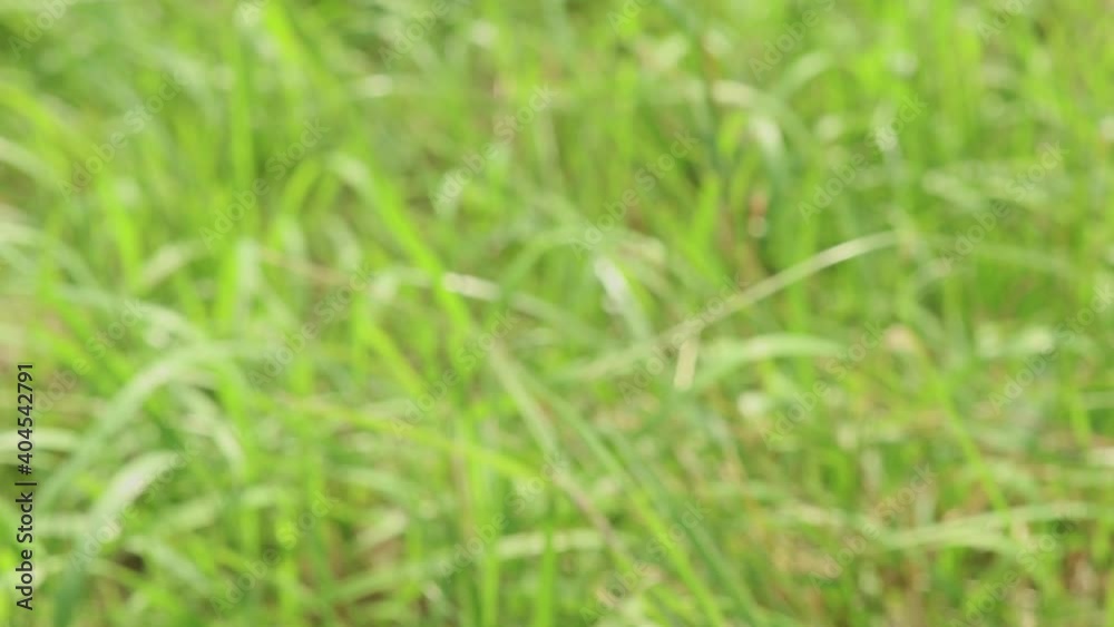 Blurry defocused green lawn background. Out of focus nature footage Blurry defocused green lawn background. Out of focus nature footage