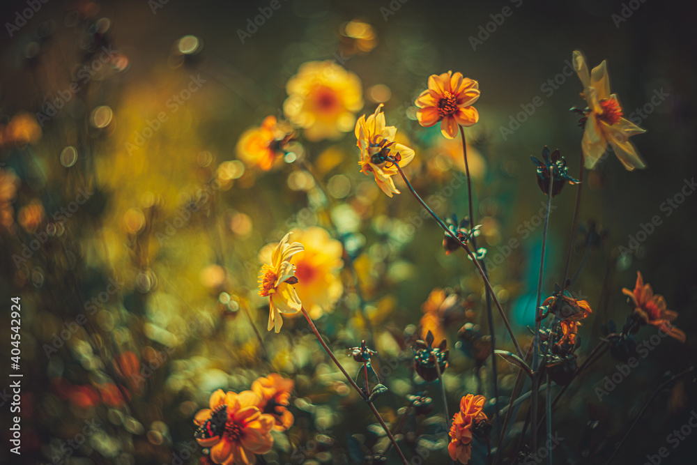 Soft focus flowers- light bokeh