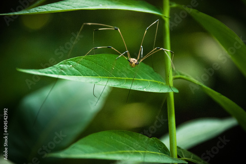 Daddy longlegs common spider crawling on bright green leaf