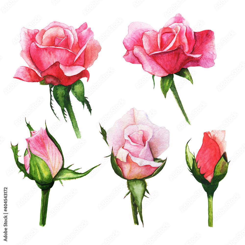 Φωτογραφία set red rose, beautiful flower on an isolated white background, watercolor illus