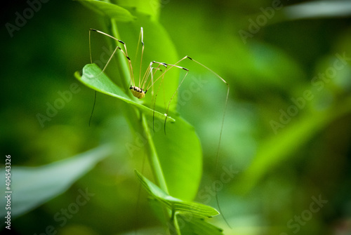 Daddy longlegs common spider crawling on bright green leaf