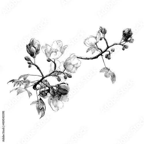 blooming branch of the cochlospermum tree with flower buds and leaves, sketch vector graphics monochrome drawing in lines on a white background