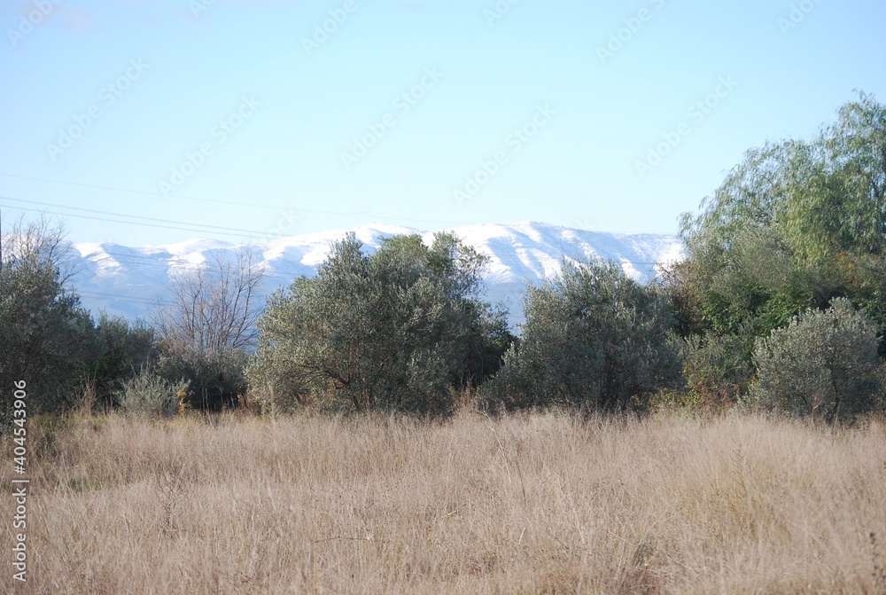 Olive Trees and Snowy Mountains