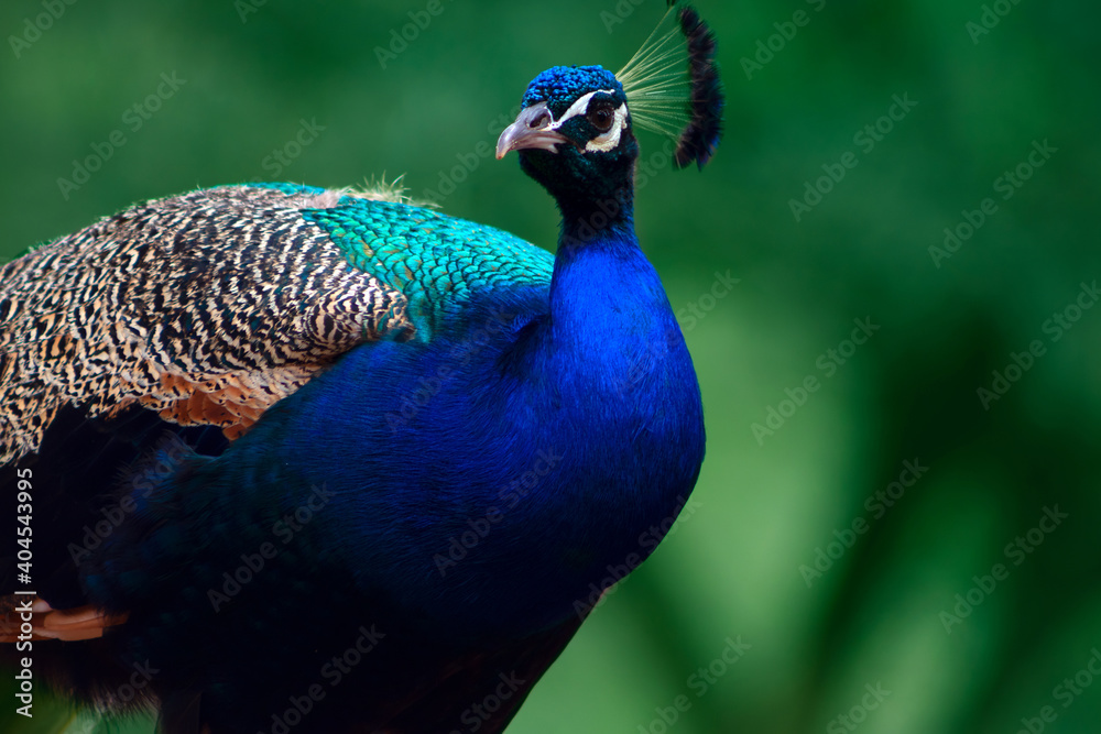 Close up of the cute peacock (large bird) on a green background