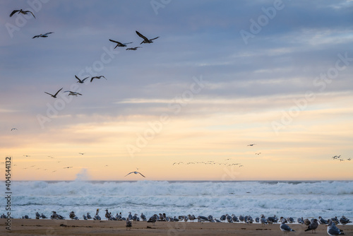 Tropical beach sunset and flock of birds, California coastline