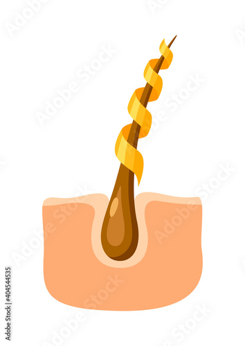 Hair follicle strengthening illustration.