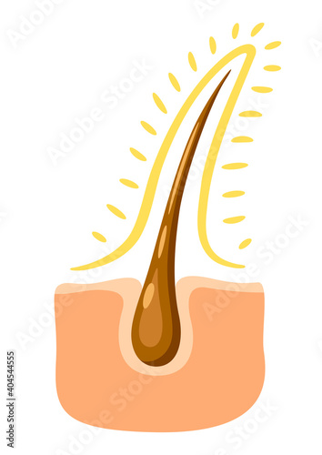 Hair follicle shining illustration.