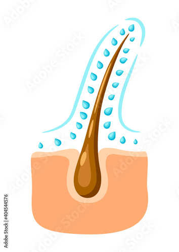 Hair follicle hydration illustration.