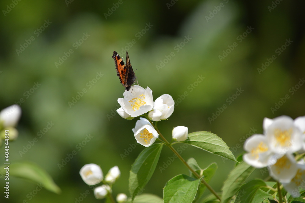 butterfly on flower