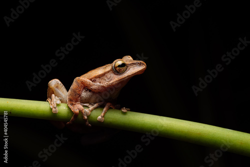 Polypedates braueri
Brauer's tree frog