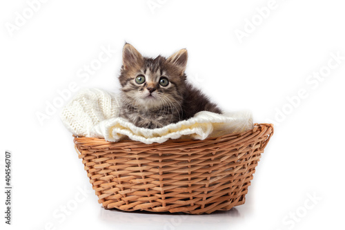 Cute striped kitten sits in a basket on a knitted bedding. Isolated on a white background.