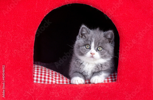 British bicolor kitten, gre...