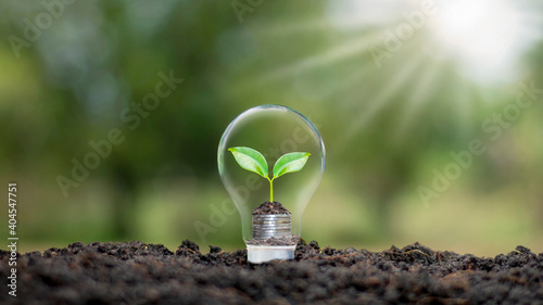 A tree growing on a coin in a light bulb plus a blurred green natural background earth day energy saving and environmental concept.
