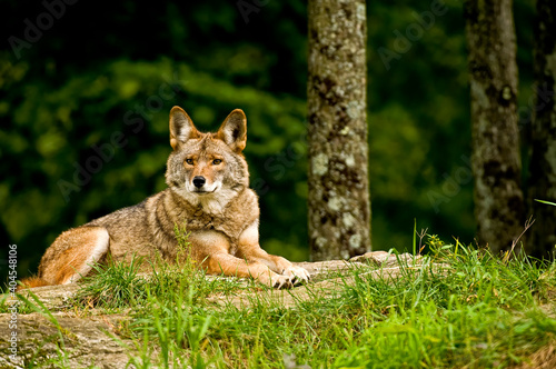 Coyote Laying Down In Green Grass
