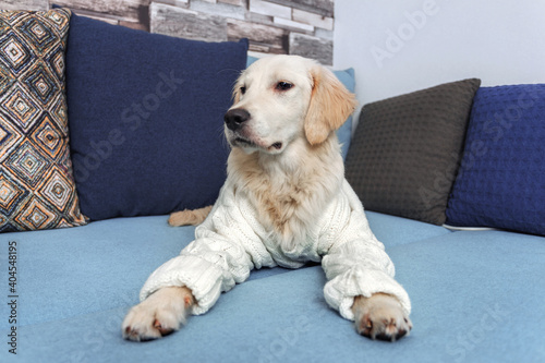 A young golden retriever dog is lying on the couch. In cold winter weather, the pet will warm up in a knitted sweater. Pet care concept.