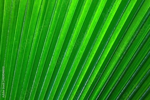 palm leaf background © Garuda