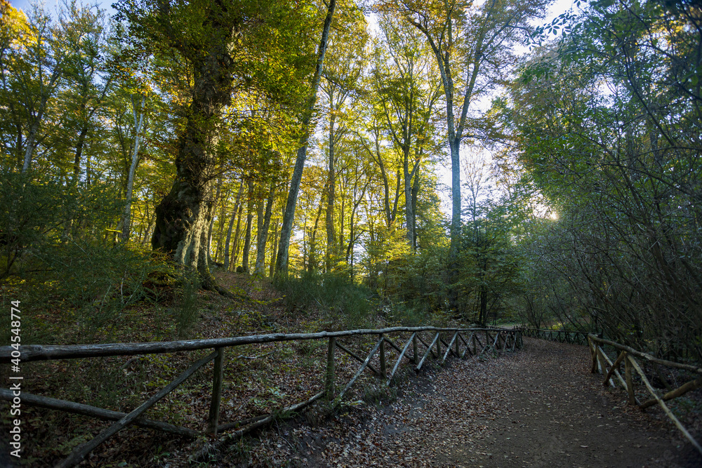 Beech Tree Soriano in The Cimino in Viterbo. The woods in autumn. Colors and a beautiful landscape Beech Tree Soriano in The Cimino in Viterbo. The woods in autumn. Colors and a beautiful landscape