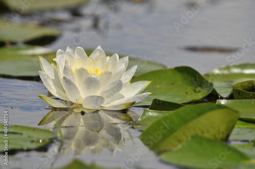 White Opened Waterlily Flower