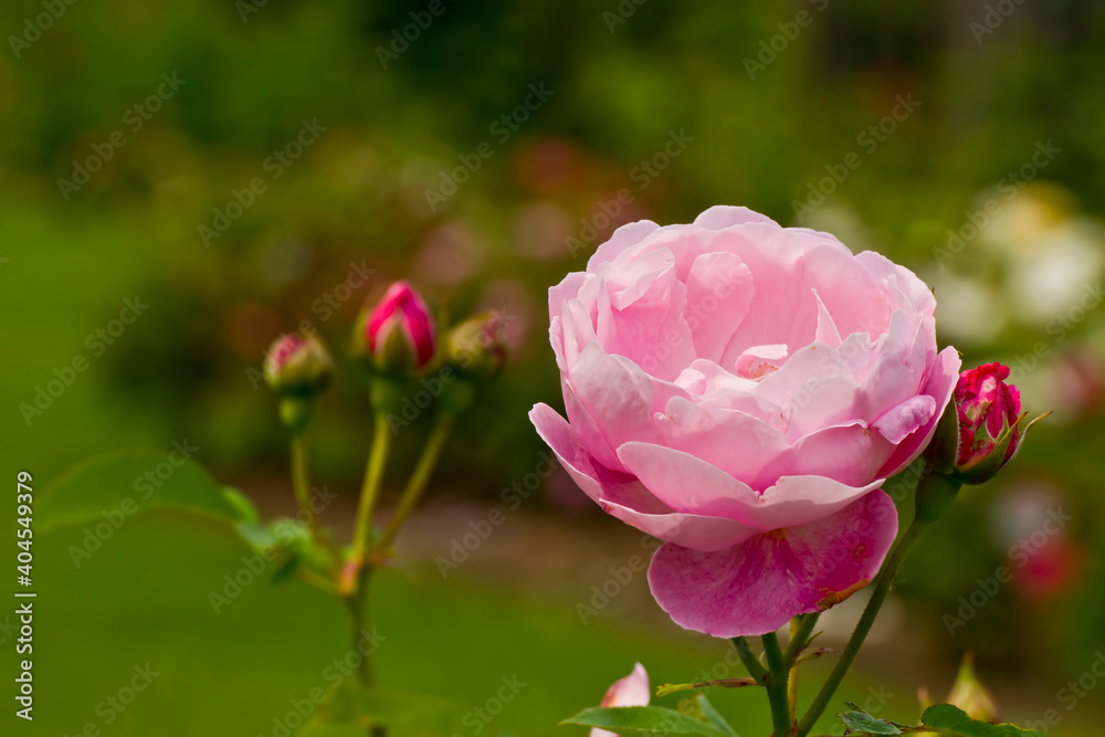 Pink Rose Flower and Unopened Buds