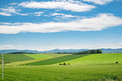 初夏の美瑛の風景  青い空と美しい畑 © tkyszk
