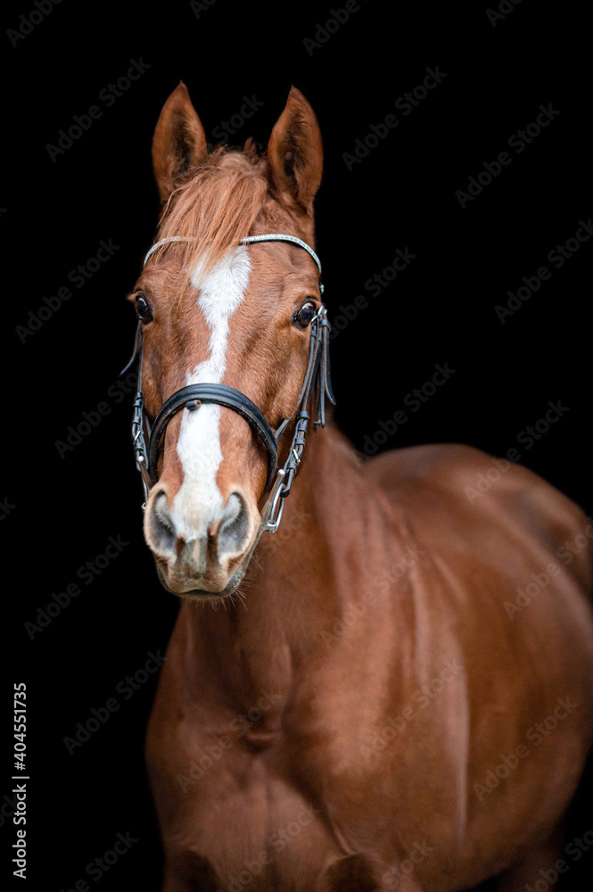 Beautiful chestnut brown horse mare stallion isolated on black background. Elegant portrait of a beautiful animal.