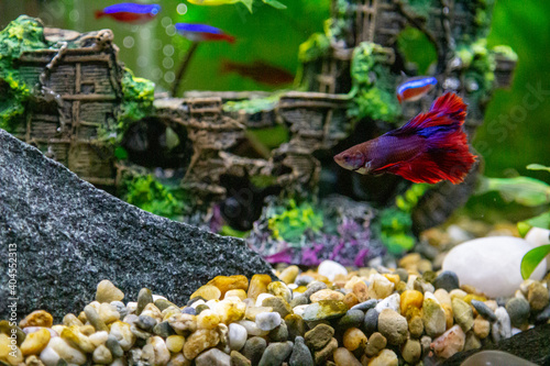 Foto Aquarium with fish on a table