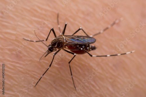 Mosquitoes are natural blood-sucking insects that inflict pain on human health, and biologically they carry malaria, dengue and Zika fever.