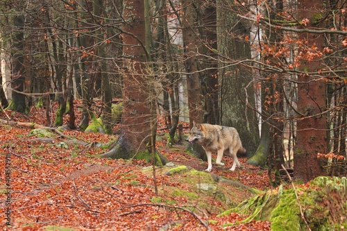 Eurasian wolf in the colorful autumn leaves