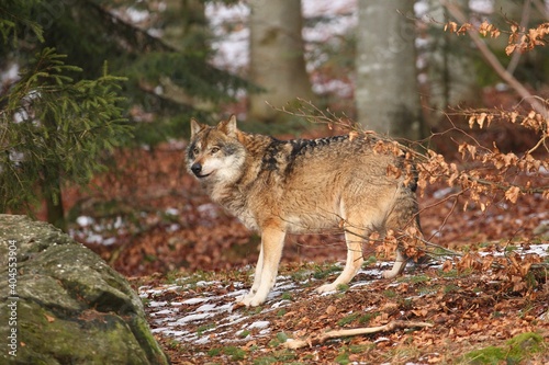 Eurasian wolf in the colorful autumn leaves