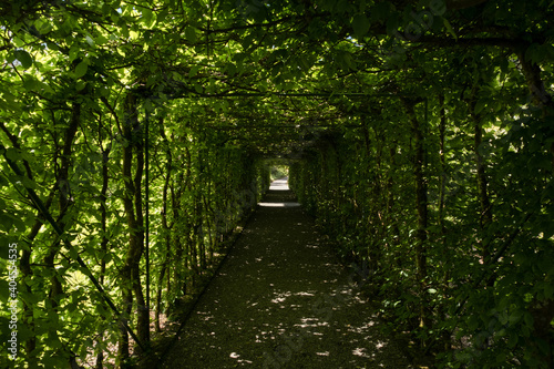 The path in green decorative garden bush tunnel with sunlight and shadows in Ireland