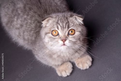 Scottish fold kitten, silve...