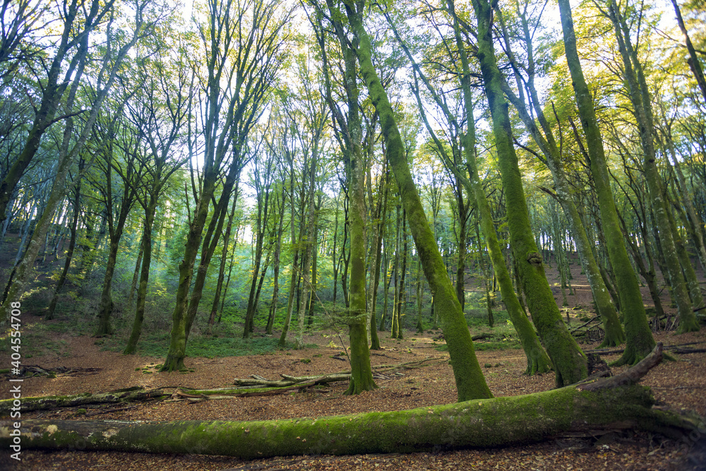 Beech Tree Soriano in The Cimino in Viterbo. The woods in autumn. Colors and a beautiful landscape Beech Tree Soriano in The Cimino in Viterbo. The woods in autumn. Colors and a beautiful landscape
