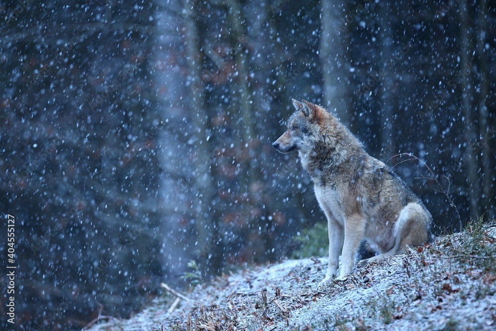 Obraz premium Eurasian wolf in the winter snow fall