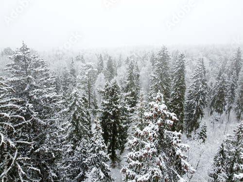 Winter forest with snowy trees, aerial view © mikeosphoto