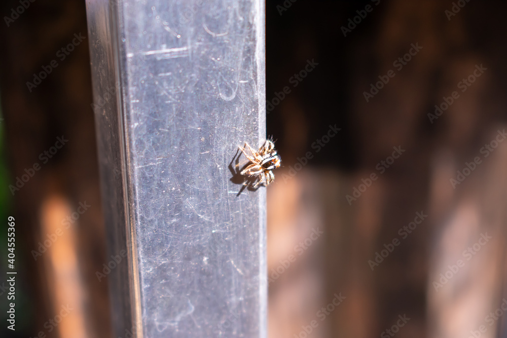 A stainless steel bar with a spider perched on it A stainless steel bar with a spider perched on it