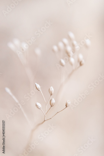 Fototapeta Dry flowers plant floral branch on soft beige pastel background