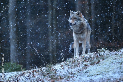 Eurasian wolf in the winter snow fall © photocech