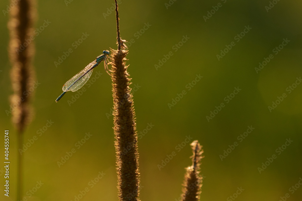 Blaue Federlibelle (Platycnemis pennipes) Männchen Blaue Federlibelle (Platycnemis pennipes) Männchen