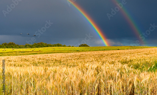 Agricultural landscape with rainbow above field with cultured cereals and rolls of haystacks, summer time in Europe