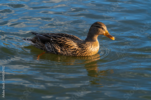 Single Femae mallard duck on lake low level macro water level view