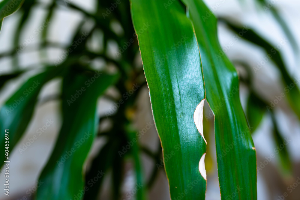Fototapeta premium Sick green houseplant leaves close up shot, shallow depth of field, space for text.