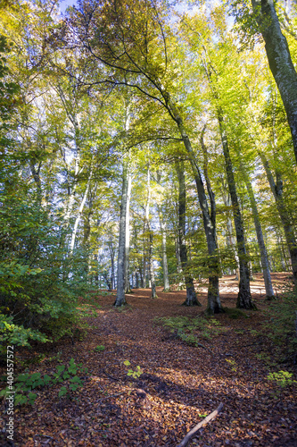 Beech Tree Soriano in The Cimino in Viterbo. The woods in autumn. Colors and a beautiful landscape