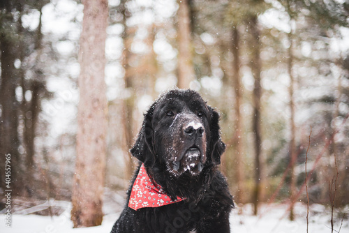 Big newfoundland dog sitting in the snow in winter forest
