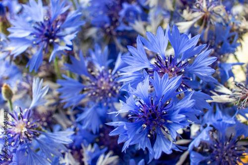 Bouquet of cornflower flowers with bokeh and copy space, floral abstract background