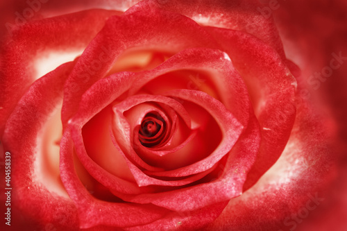 Beautiful floral background from red rose bud. Tender flowers petals close up. Natural flower backdrop.