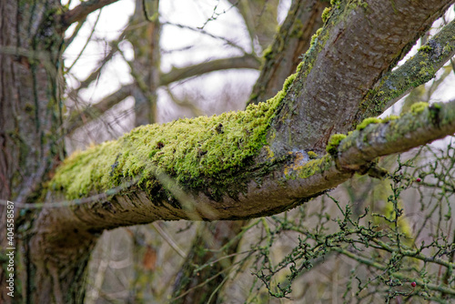 Lichens and mosses on a trunk © adfoto